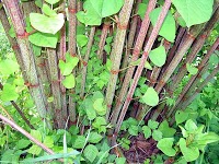 Japanese Knotweed Specialists 1110420 Image 1