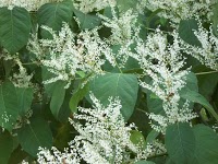 Japanese Knotweed Specialists 1110420 Image 3