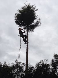 Fundamental Tree Care 1108727 Image 5