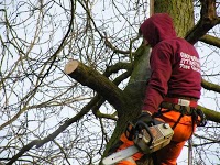 LandJ TREE SURGERY AND HEDGE SERVICES 1130650 Image 2