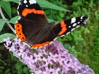 Tatterfly Wild Gardens 1117443 Image 0