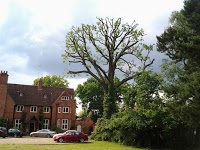 Tree Work Solutions Ltd 1115619 Image 1