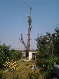 Tree Work Solutions Ltd 1120032 Image 2