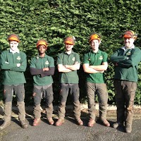 Woodland Services Tree Surgeons Cobham 1107107 Image 1